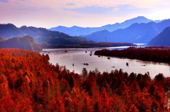 [드론 촬영] '강남의 카나쓰' --안후이 닝궈의 가장 아름다운 낙우송숲