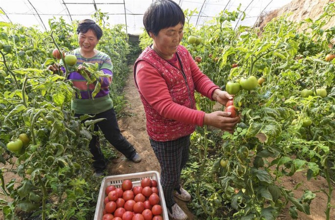 허베이 푸청: 비제철 채소 재배, 농민 빈곤 탈출 도와