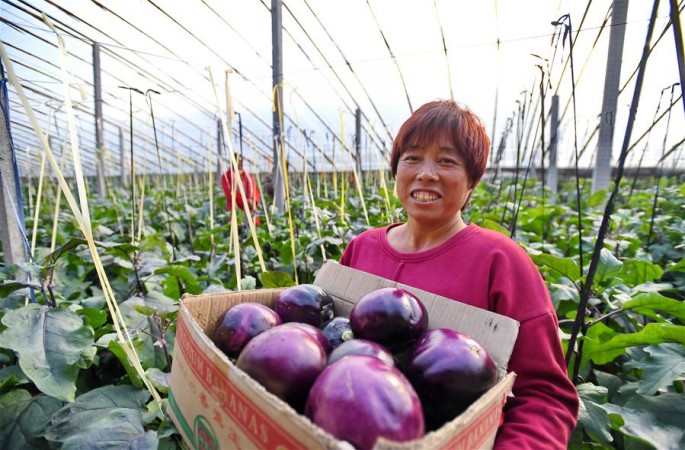 허베이 보터우: 단경기채소 재배로 농한기 소득 증대