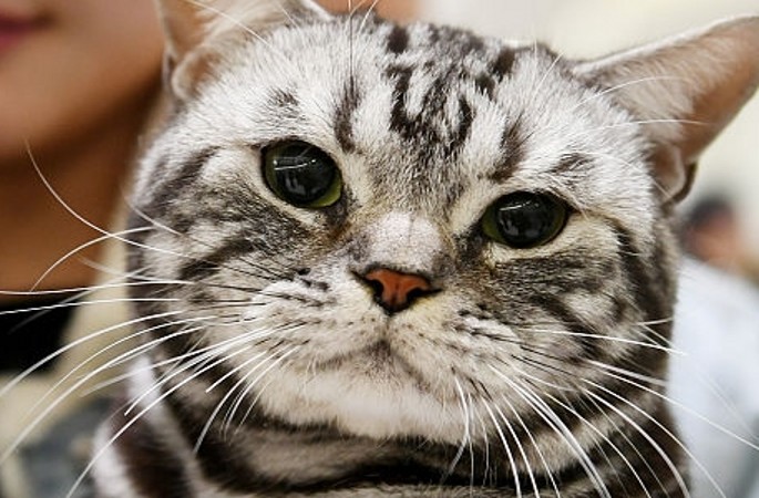 난징: 세계 고양이 ‘미인 선발’ 대회