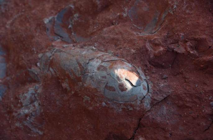 장시 공사현장서 1억 3천만년 전 공룡알 화석 20여개 발견