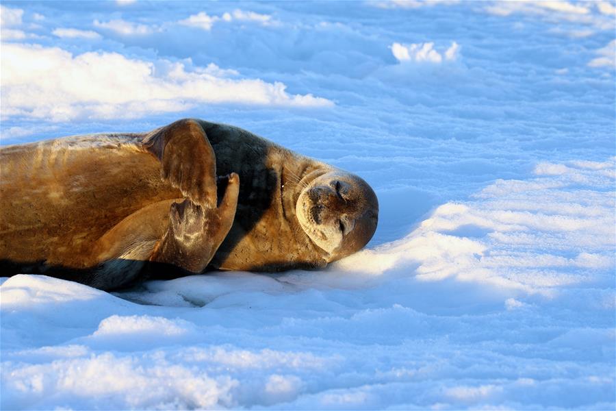 자연의 선물: 남극의 귀염둥이들