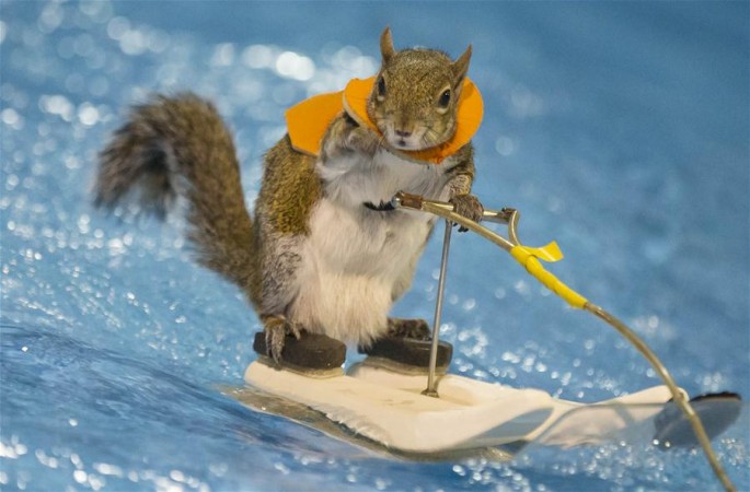 수상 스키 타는 다람쥐 너무 귀여워