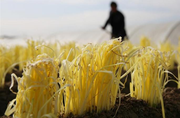장쑤 하이안: 황부추 재배로 소득 증대