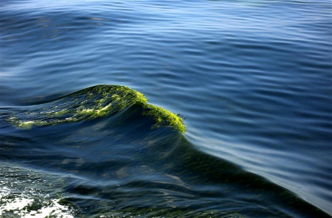 모크렌 해구에 식물성 플랑크톤 이상증식 현상 출현