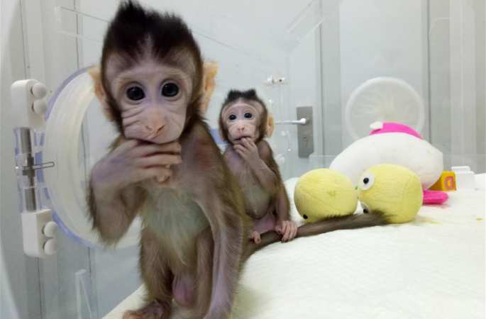 세계 생명과학의 중대한 돌파! 클론 원숭이 두 마리 중국서 탄생