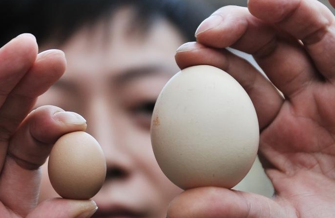 장시 옌산서 1위안 동전 크기의 ‘미니 달걀’ 출현