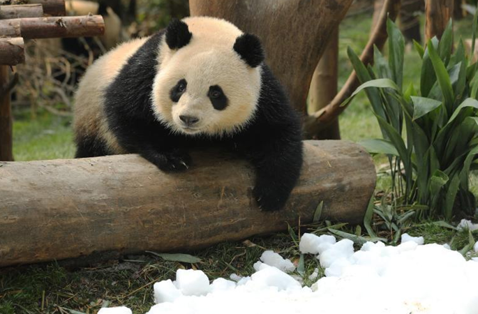 눈밭에서 마음껏 뛰놀며 새해를 맞이하는 청두의 애기 팬더