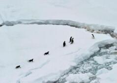 춘제 남극여행, 중국 관광객의 새로운 ‘총아’로 부상