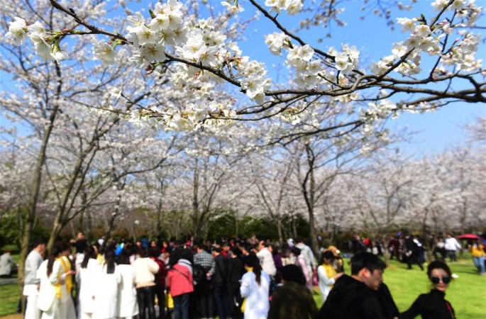 양저우: 벚꽃에 취하다