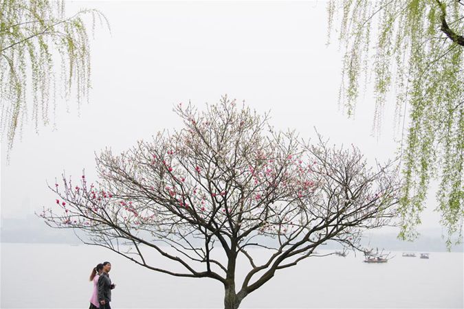 항저우 시후: 복사꽃과 버드나무의 환상적인 콜라보