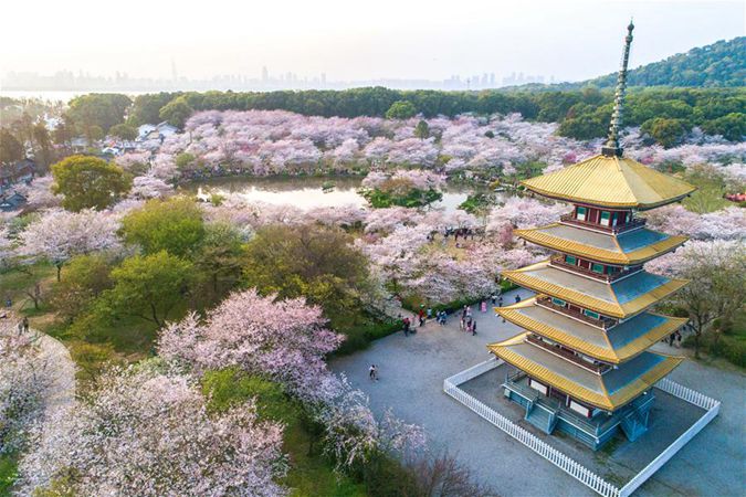 우한 : 화려한 벚꽃 관광객 매료시켜