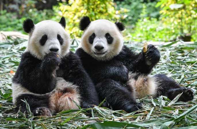 광저우: 이유 단계에 처한 팬더 쌍둥이, 독립 생활의 첫 걸음 내디뎌