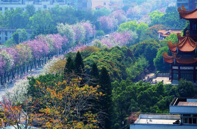 푸저우: 도시 곳곳에 만발한 마운틴 애보니