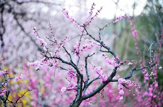 베이징 식물원 봄 꽃 만발