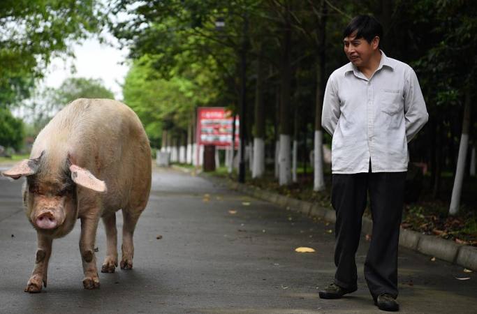 청두: 원촨지진서 구조된 돼지 ‘주젠창’ 상처 나아 매일 산책