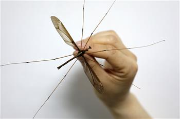 청두 칭청산서 거대 모기 발견…세계 신기록