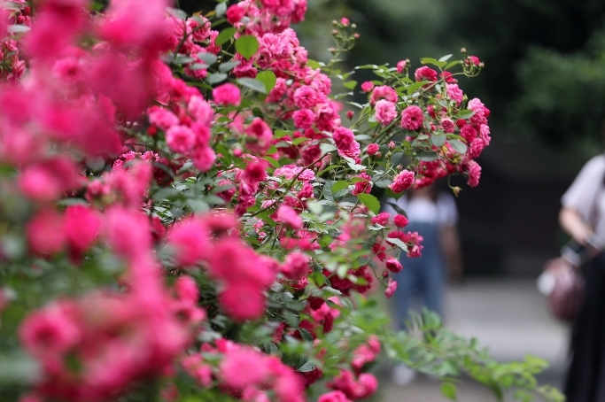 항저우 정원…월계화 꽃내음 가득