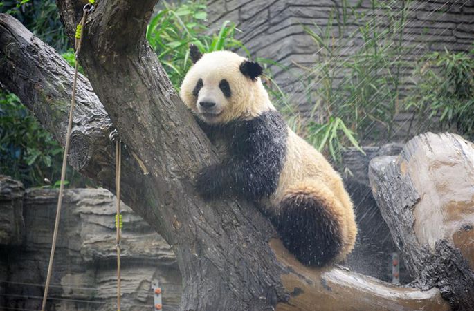 베이징 동물원: 판다 샤워즐기면서 피서