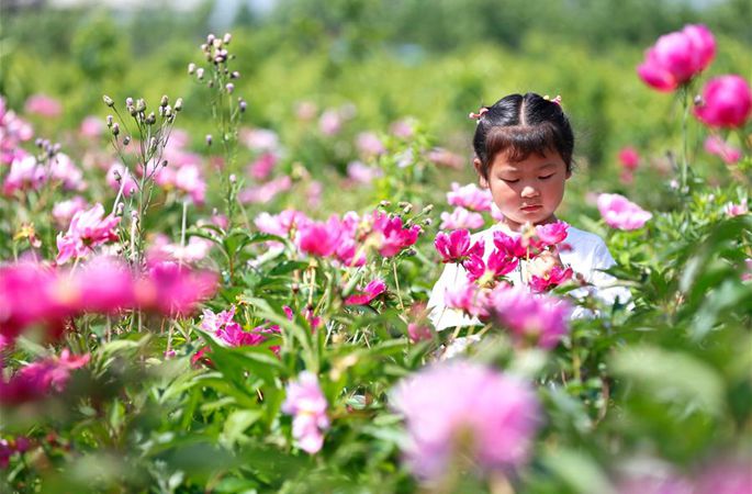 산둥 지모: ‘농촌여행’ 작약으로 농민 소득 증대