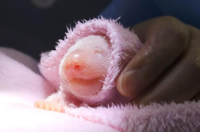 2018년 전 세계서 첫 가두리 사육 쌍둥이 판다 출생