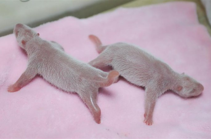 올해 글로벌 첫 이란성 이성 팬더 쌍둥이 출생