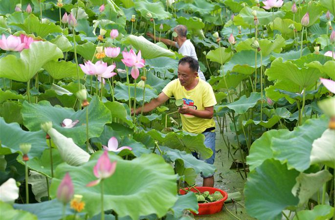 장시 난창: 연꽃으로 부농 실현