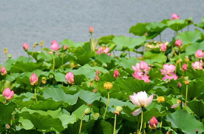 베이징 원명원 연꽃 개화…무더위에 청량함 더해