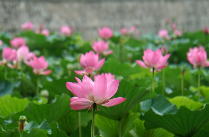 비 온 후 연꽃 만발한 베이징 이화원 ‘꽃 바다’ 연출