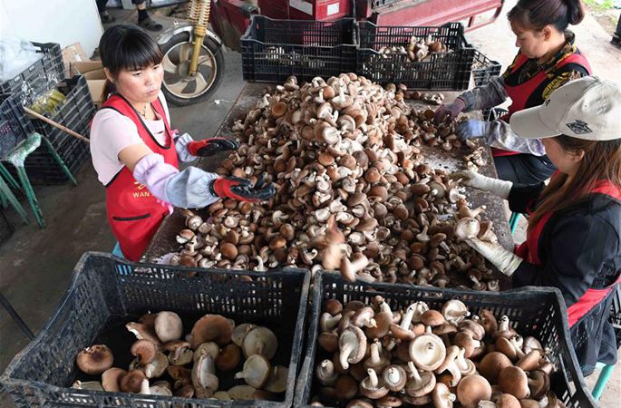 윈난 쉰뎬: 식용버섯 재배를 통해 농민의 빈곤퇴치와 수입증가를 실현
