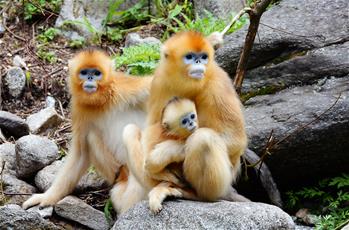 밀림의 요정—친링 들창코원숭이