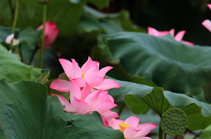안후이 황산: 입추에 연꽃 만개…연못 가득 초록빛 연잎