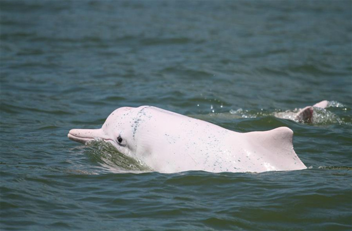 광둥,홍콩,마카오서 중화 흰돌고래 보호 연맹 맺아