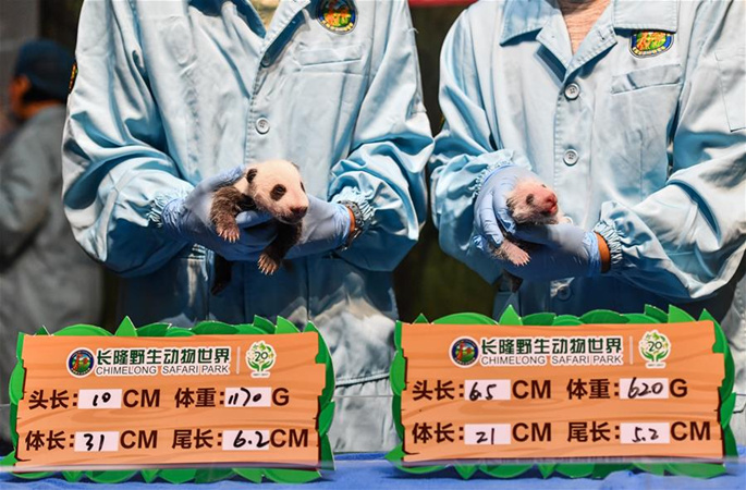 광저우:화난 판다 기지서 쌍둥이 탄생