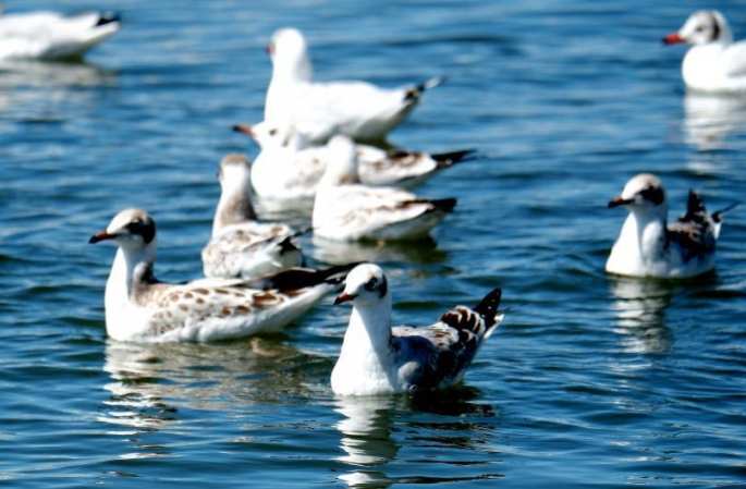 ‘물고기와 새들의 천국’ 칭하이후 북쪽 강가, 매년 92종 철새들이 찾는 철새 도래지