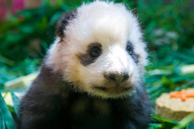 광저우: 새끼 팬더 ‘룽짜이’ 관람객들과 대면