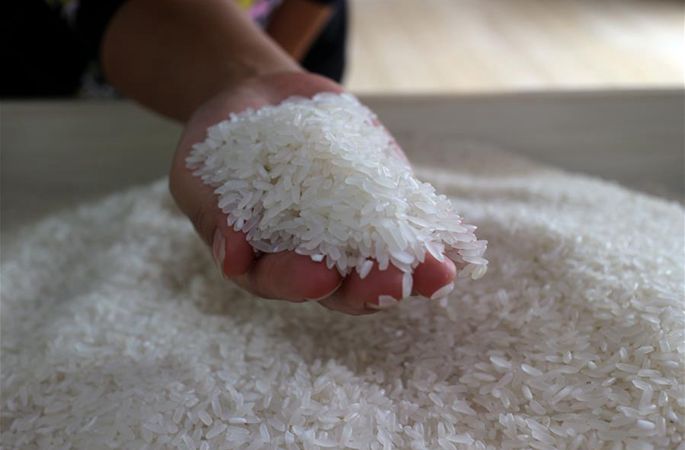 하이룽 쌀 ‘성장기’