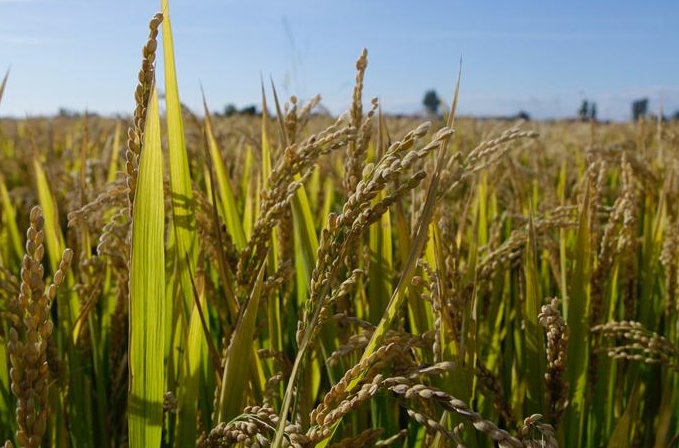 쌀 생산량 많은 후이난현의 ‘풍작 표정’--지린 벼 주산지 후이난 탐방
