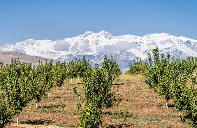 통신: 우뚝 솟은 설산 아래 펼쳐진 녹색 체리농원—중국∙타지키스탄 농업협력 모델 모색