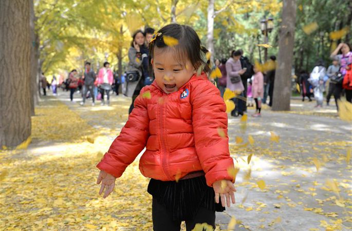 베이징 은행나무에 매료된 관광객들