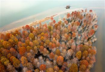안후이 닝궈: 가을빛으로 물든 레드우드 숲