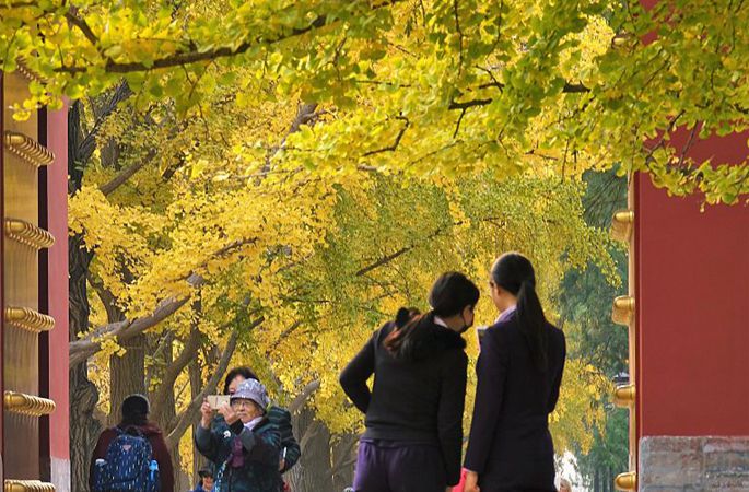베이징: 제6회 디탄 가을 은행나무 문화 축제 개막