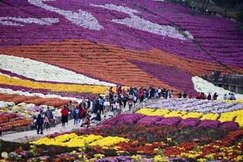 구이저우 마장: ‘국화경제’에 의한 시골관광 붐