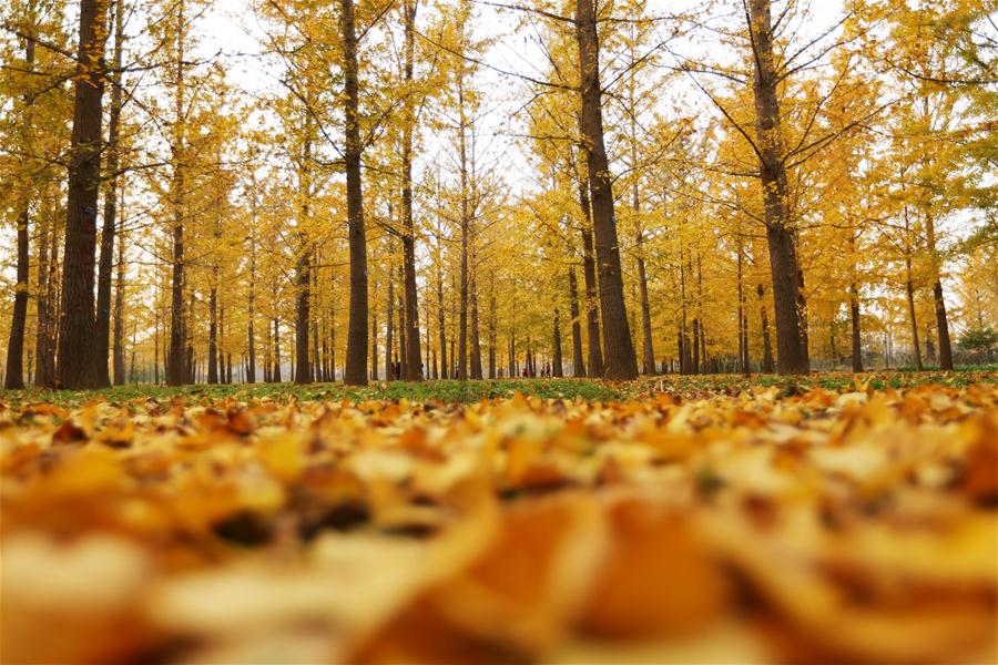 산둥 린이: 초겨울 은행나무 숲 황금빛 향연