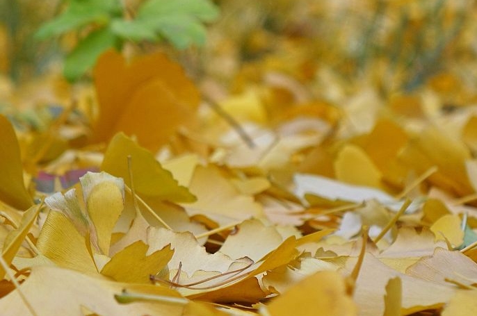 베이징: 흩날리는 낙엽에 도취되는 ‘초겨울 뜨락’