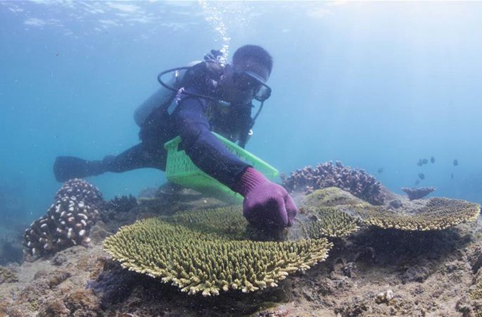산호 보호 자원봉사자로 일하는 잠수 코치