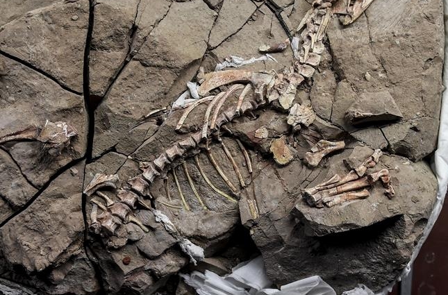 지린대학 연구팀, 공룡 에나멜질 물결무늬 구조의 최초 기록 발견