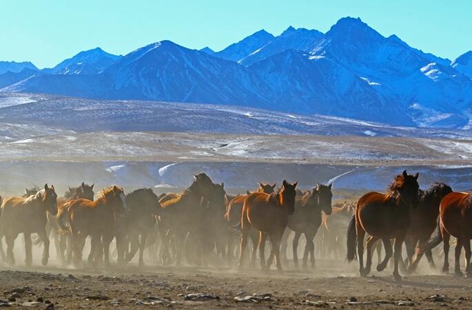 간쑤 산단 군마장…‘질주하는 말떼’ 장관