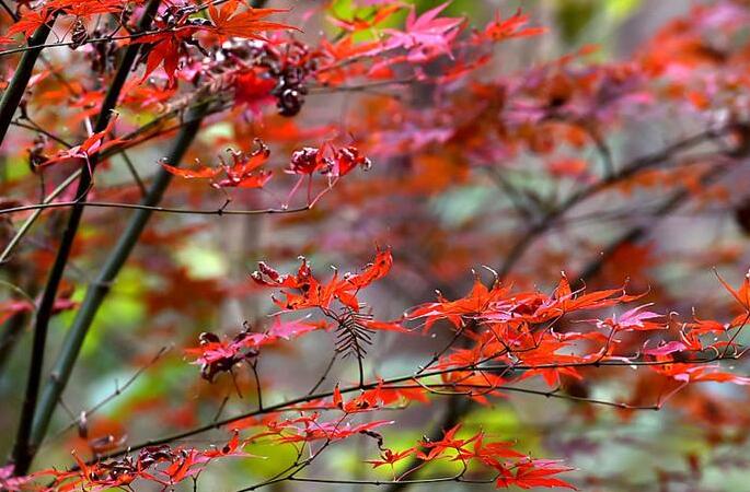 양저우: 가을 정취 가득한 습지 생태