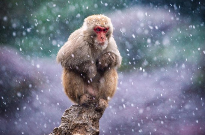 눈이 ‘펑펑’ 신난 짧은꼬리원숭이